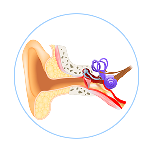 مكونات الأذن