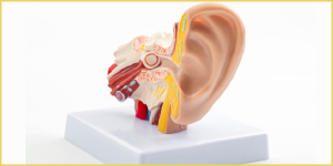 أعراض التهاب عصب الأذن