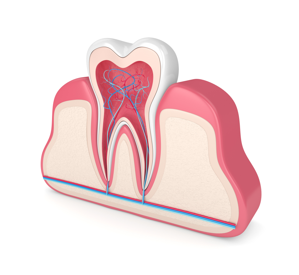 علاج الجذور وعصب الأسنان